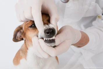 Ветеринарный стоматолог в ветклинике Клаус 🐈🐩